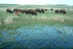 Bison grazing on the prairie